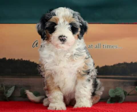 Tabby Mini Bernedoodle2