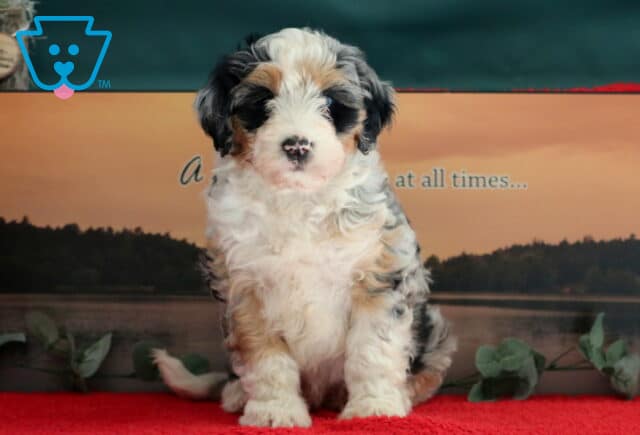 Tabby Mini Bernedoodle2 image