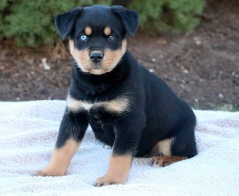 Tabby Rottweiler Mix