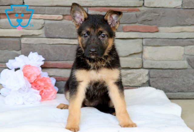 Taffy German Shepherd 1-001