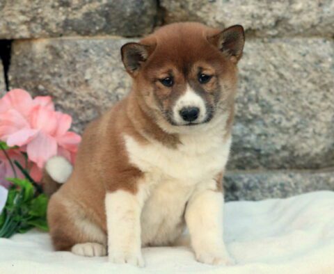 Taffy Shiba Inu