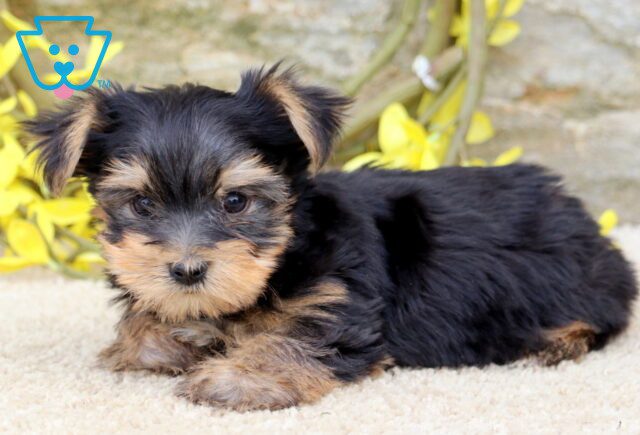 Tango Yorkie 1-001