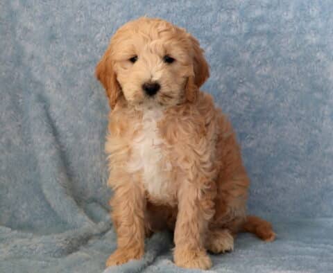 Tank Mini Goldendoodle