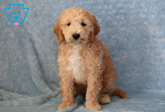 Tank Mini Goldendoodle image