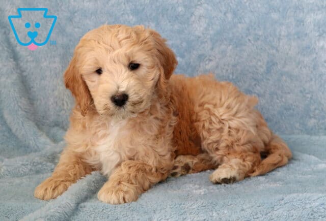 Tank Mini Goldendoodle2 image