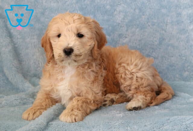 Tank Mini Goldendoodle3 image
