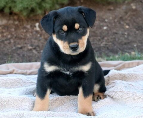 Tank Rottweiler Mix