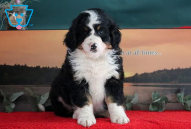 Taurus Mini Bernedoodle image