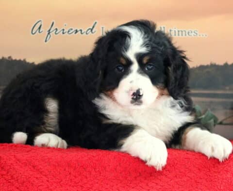 Taurus Mini Bernedoodle3
