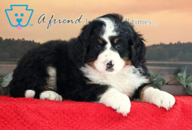 Taurus Mini Bernedoodle3 image
