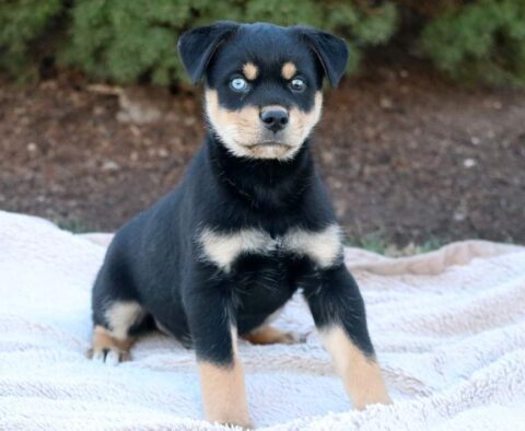 Taurus Rottweiler Mix