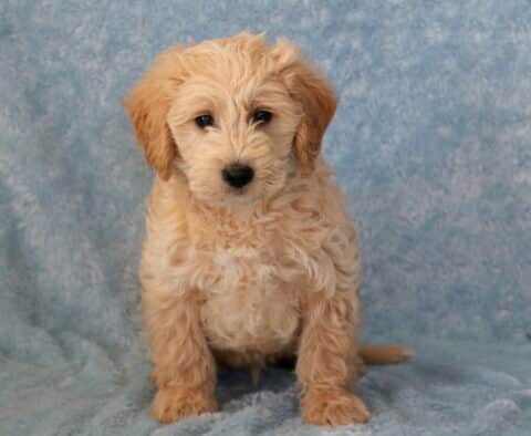 Taz Mini Goldendoodle