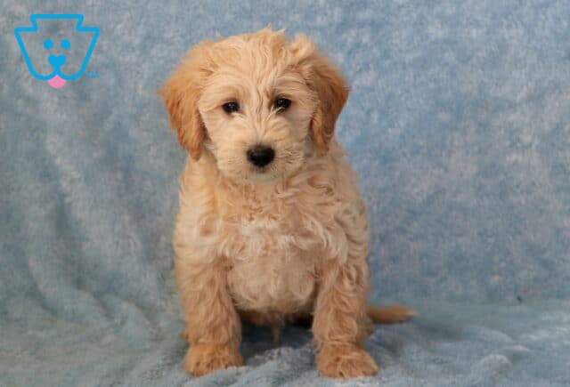 Taz Mini Goldendoodle image