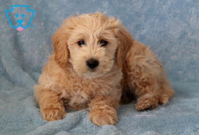 Taz Mini Goldendoodle2 image
