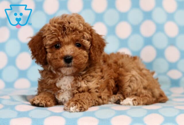 Taz Mini Poodle image