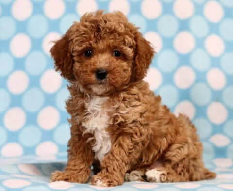 Taz Mini Poodle2