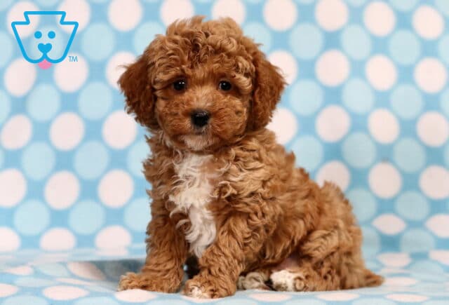 Taz Mini Poodle2 image