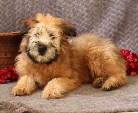 Taz Wheaten Terrier Retake