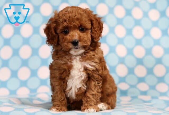Teddy Mini Poodle image