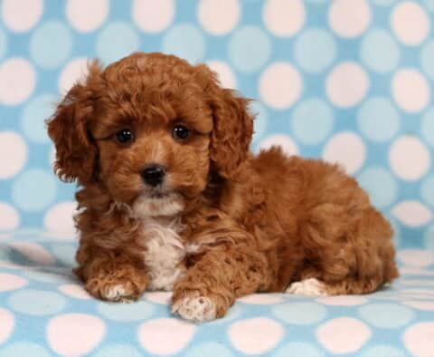 Teddy Mini Poodle2