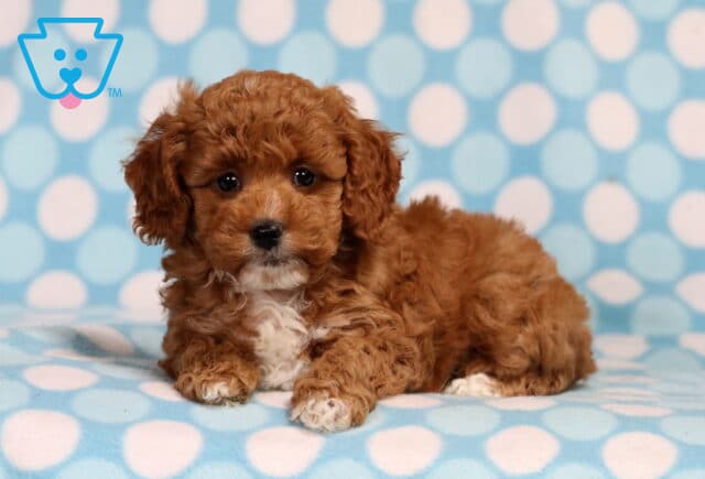 Teddy Mini Poodle2 image
