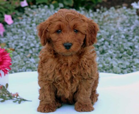 Teddy Shihpoo