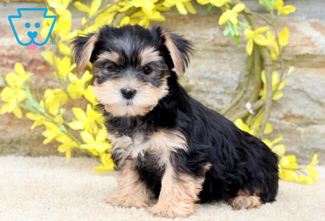 Teenie Yorkie 1-001