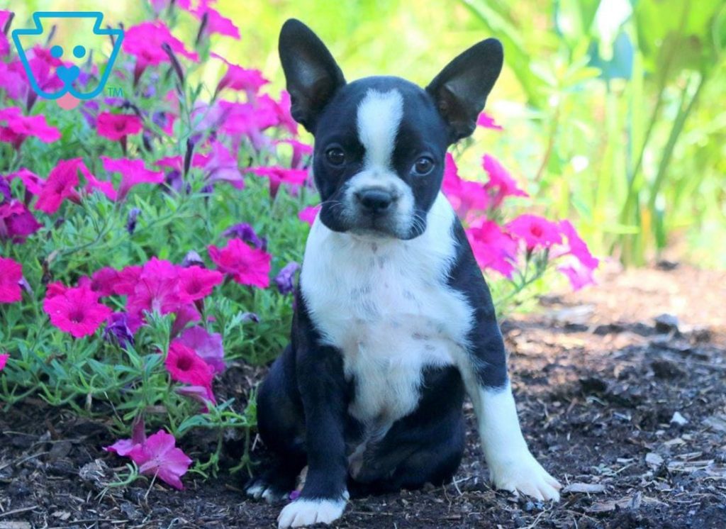 Boston Terrier puppy for sale