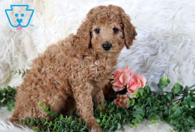 Tessa Mini Poodle image