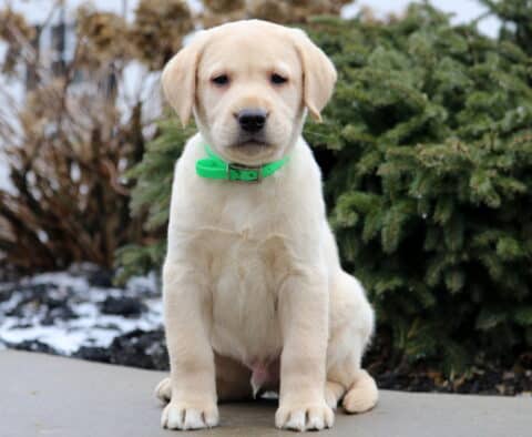 Tex Yellow Lab