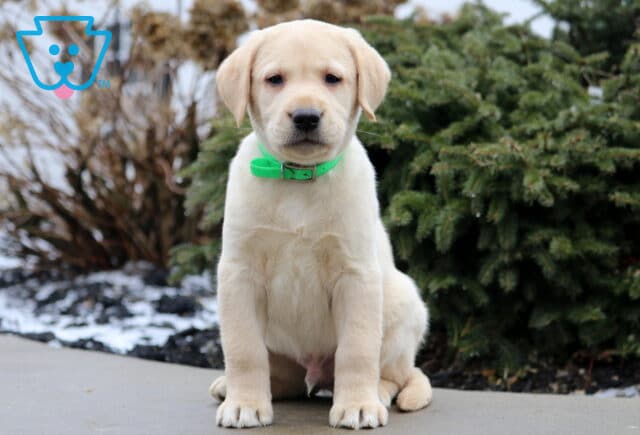 Tex Yellow Lab image