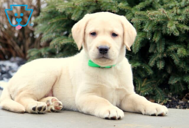 Tex Yellow Lab2 image