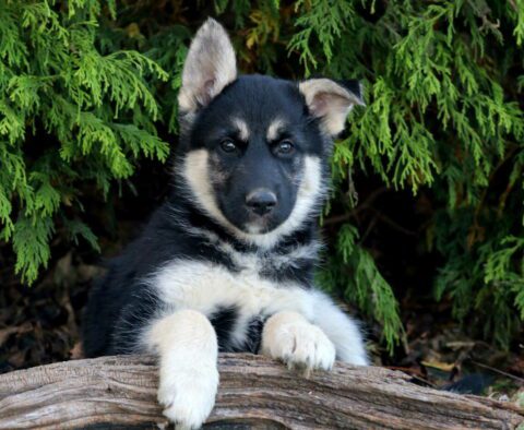 Texas Shepsky