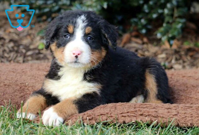 Theo Bernese