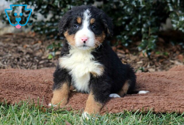 Theo Bernese2