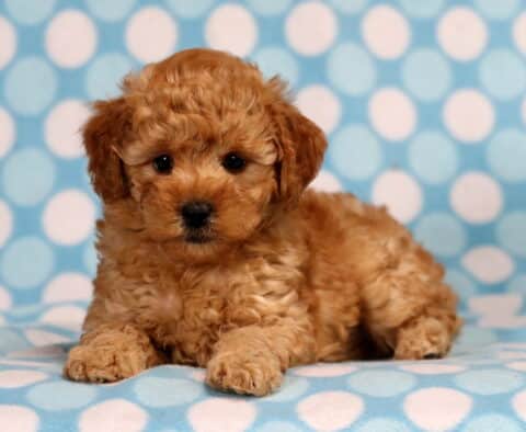 Theo Mini Poodle