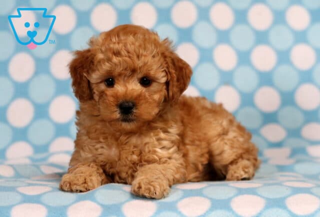 Theo Mini Poodle image