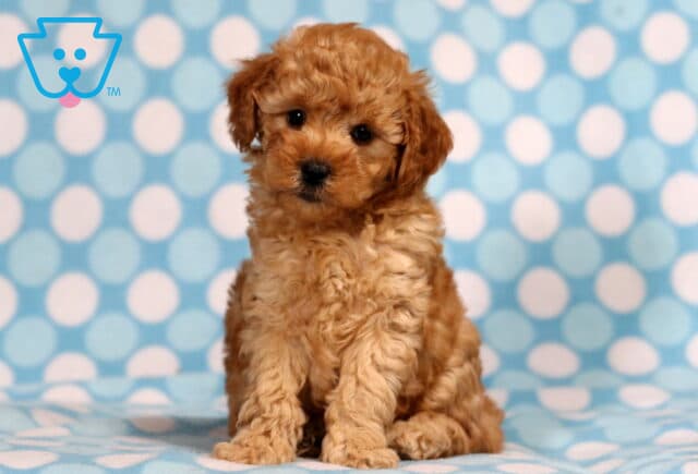 Theo Mini Poodle2 image