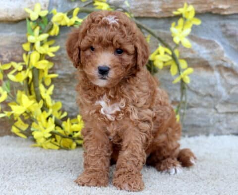 Theo Poodle Mix