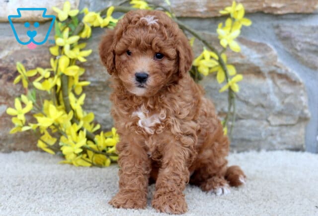 Theo Poodle Mix image