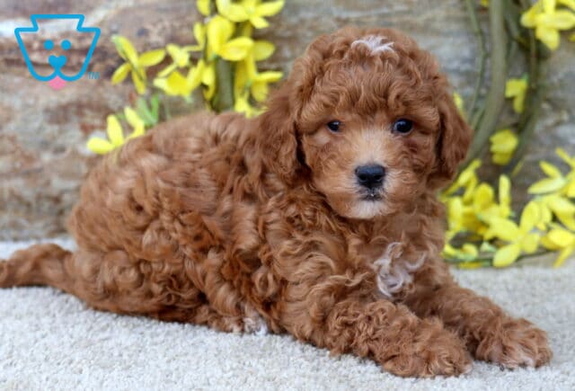 Theo Poodle Mix2 image