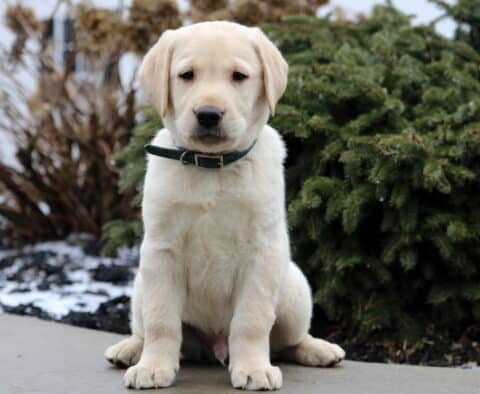 Theo Yellow Lab