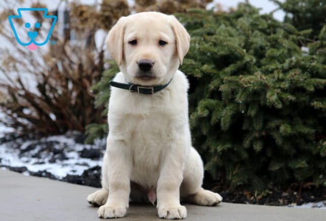 Theo Yellow Lab image