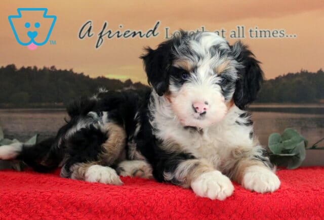 Thor Mini Bernedoodle image