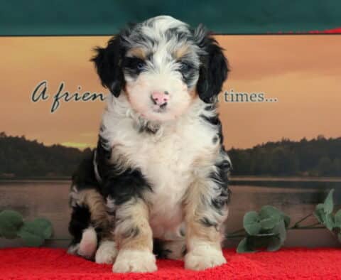 Thor Mini Bernedoodle2