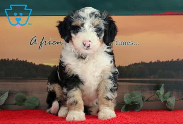 Thor Mini Bernedoodle2 image