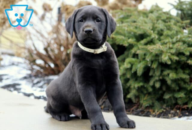Thunder Black Lab image
