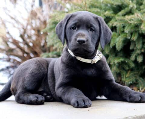 Thunder Black Lab2