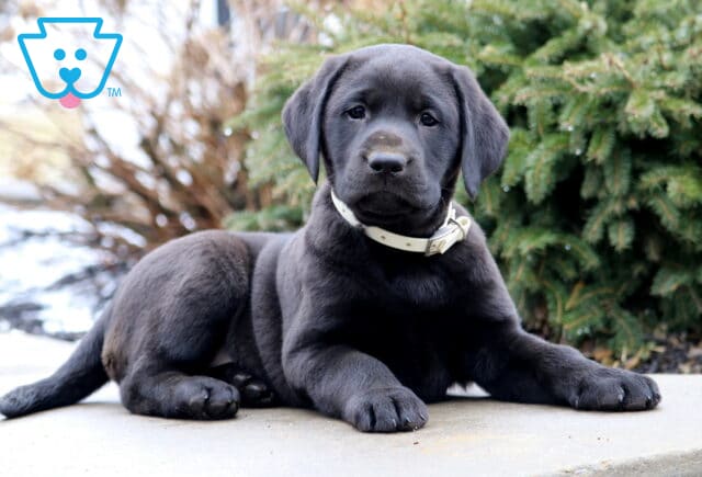 Thunder Black Lab2 image