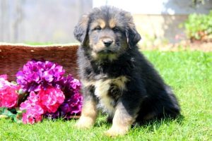 Tibetan Mastiff